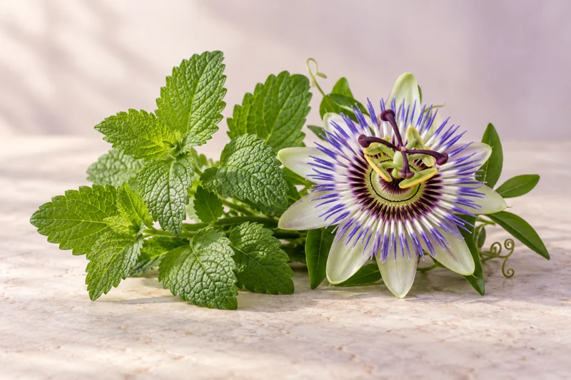 Lemon balm leaves and a passionflower